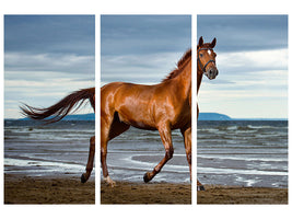 3-piece-canvas-print-a-thoroughbred-at-the-sea