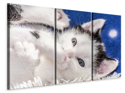 3-piece-canvas-print-sweet-kitten