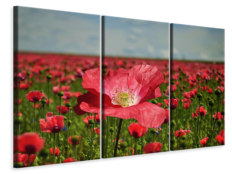 3-piece-canvas-print-the-lush-poppy-field