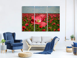3-piece-canvas-print-the-lush-poppy-field