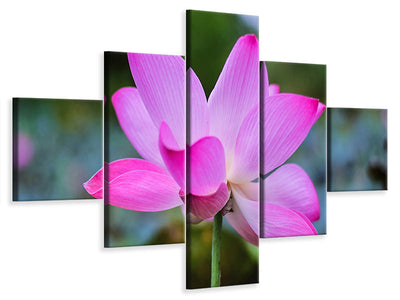 5-piece-canvas-print-beautiful-lotus