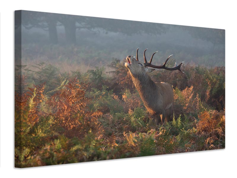 canvas-print-bellowing-stag-deer-x