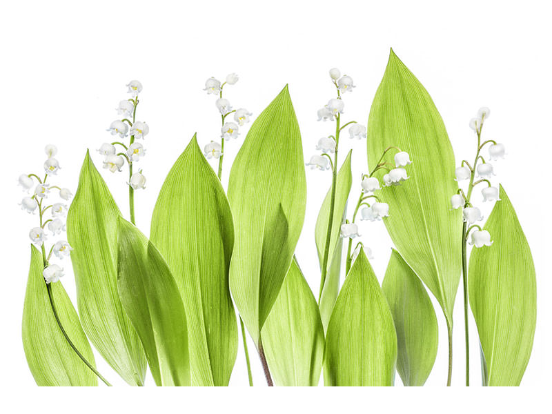 canvas-print-lily-of-the-valley