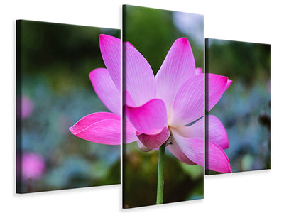 modern-3-piece-canvas-print-beautiful-lotus