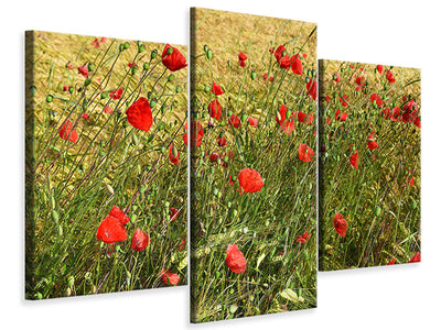 modern-3-piece-canvas-print-the-poppy-in-the-wind
