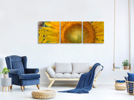 panoramic-3-piece-canvas-print-inflorescence-of-a-sunflower