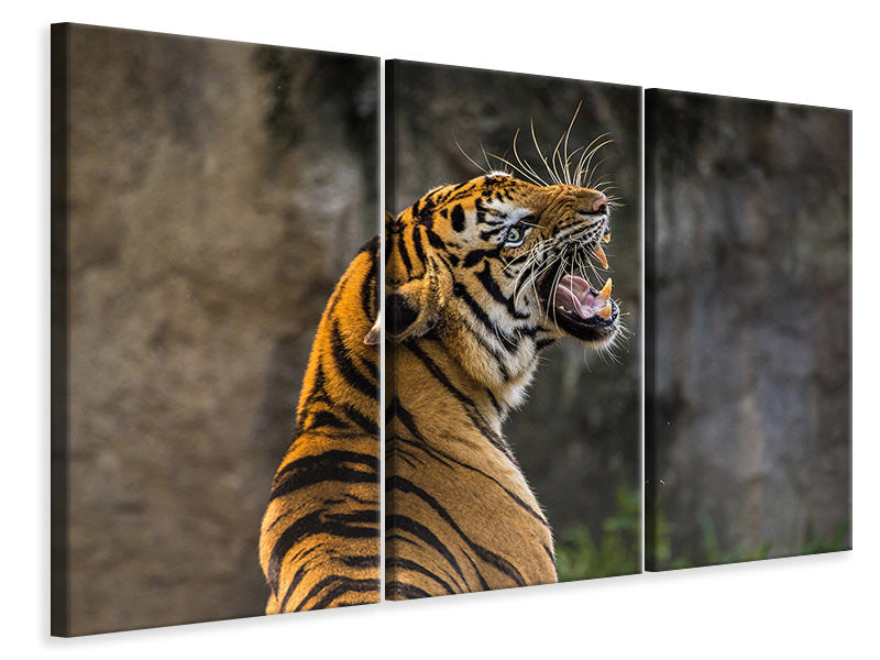 3-piece-canvas-print-attention-tiger