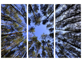 3-piece-canvas-print-under-high-treetops