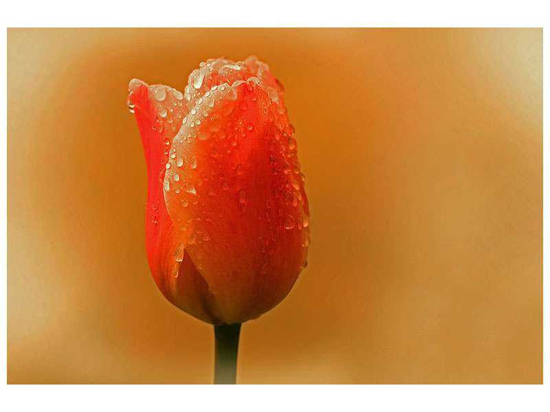 canvas-print-a-tulip-in-the-morning-dew