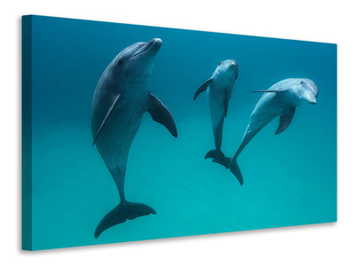 canvas-print-bottlenose-dolphins-ii