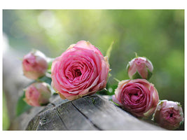 canvas-print-bush-roses