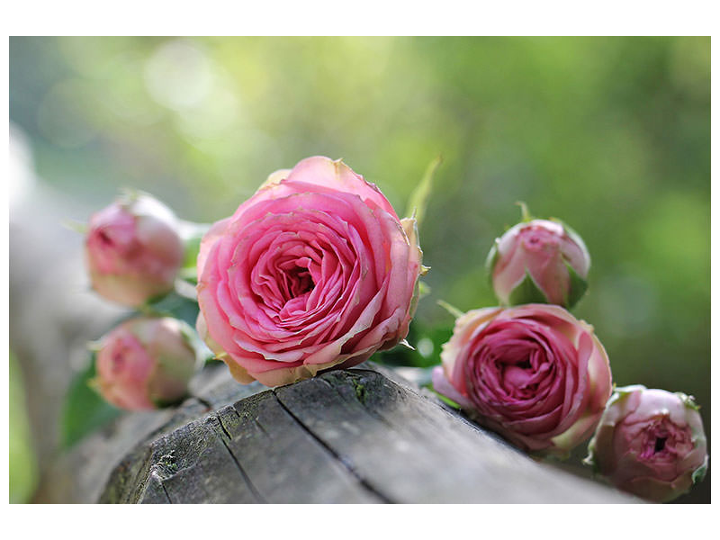 canvas-print-bush-roses