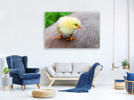 canvas-print-the-chick