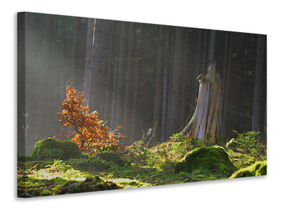 canvas-print-the-magic-in-the-forest