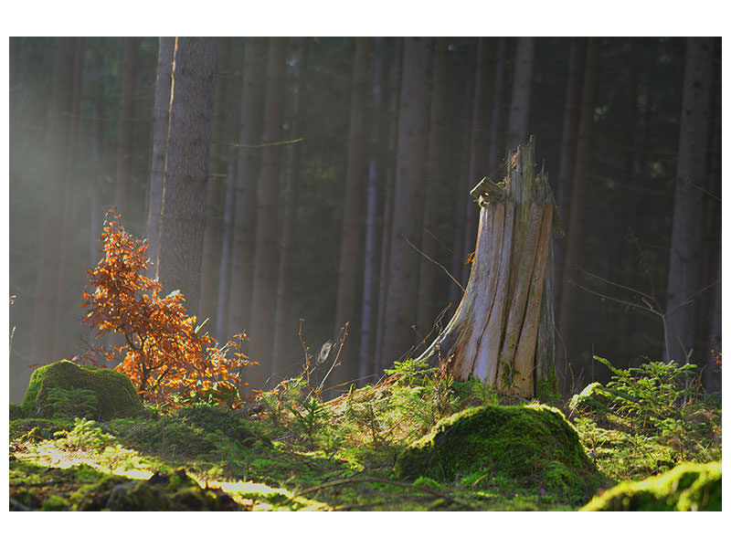 canvas-print-the-magic-in-the-forest