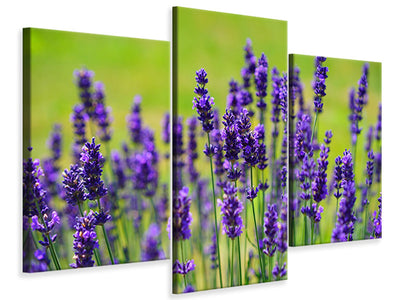 modern-3-piece-canvas-print-beautiful-lavender