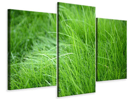 modern-3-piece-canvas-print-blades-of-grass