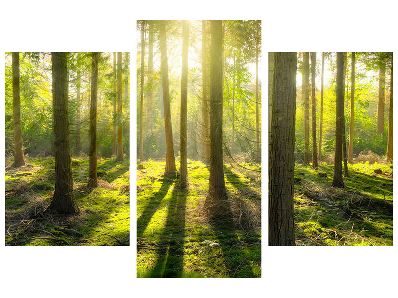 modern-3-piece-canvas-print-in-the-middle-of-the-woods