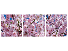 panoramic-3-piece-canvas-print-the-japanese-cherry
