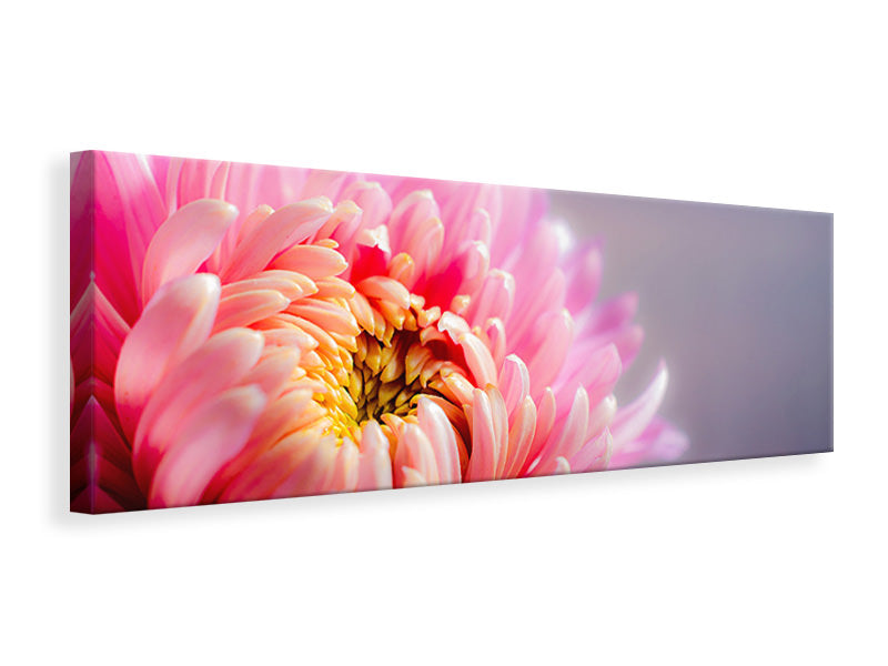 panoramic-canvas-print-macro-chrysanthemum