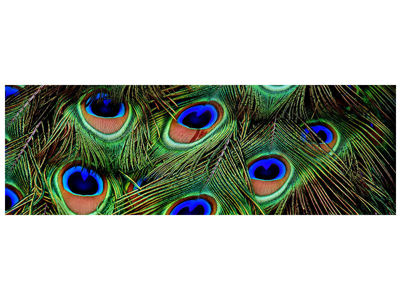 panoramic-canvas-print-peacock-feathers-xxl