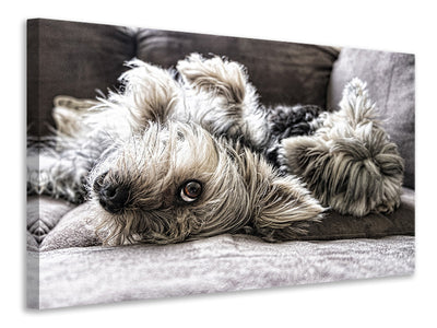 3-piece-canvas-print-2-cute-dogs