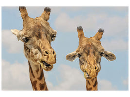 3-piece-canvas-print-2-giraffes