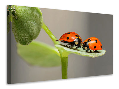 panoramic-3-piece-canvas-print-2-ladybirds