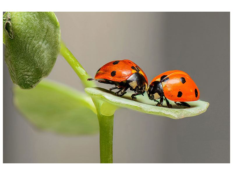 panoramic-3-piece-canvas-print-2-ladybirds