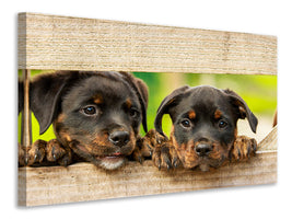 3-piece-canvas-print-2-rottweiler-puppies