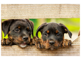 3-piece-canvas-print-2-rottweiler-puppies