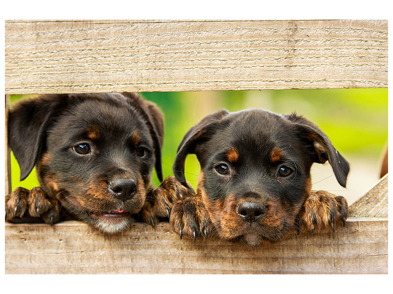 3-piece-canvas-print-2-rottweiler-puppies
