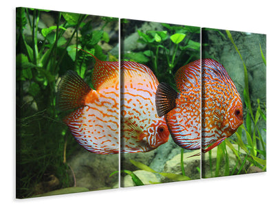 3-piece-canvas-print-2-fish