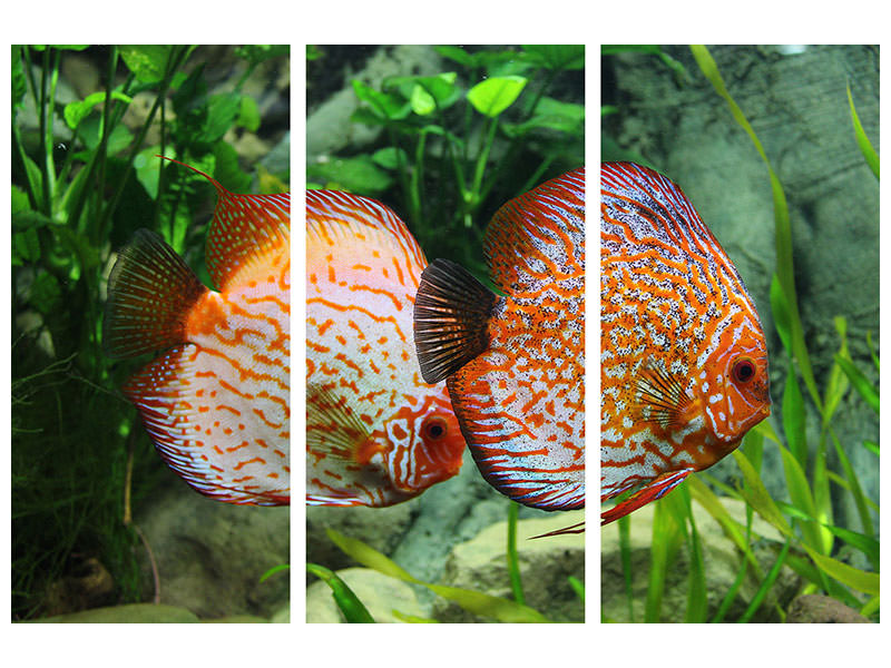 3-piece-canvas-print-2-fish