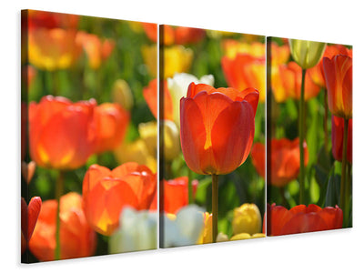 3-piece-canvas-print-close-up-tulip-field