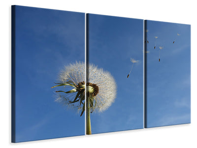 3-piece-canvas-print-dandelion-i-wish-for-something