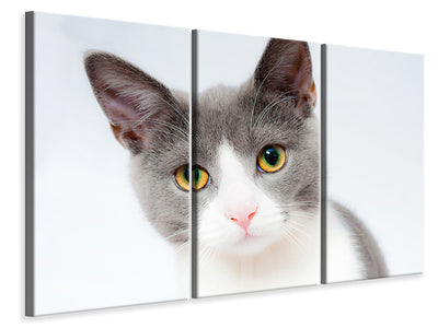 3-piece-canvas-print-noble-cat