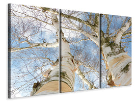 3-piece-canvas-print-the-2-birches