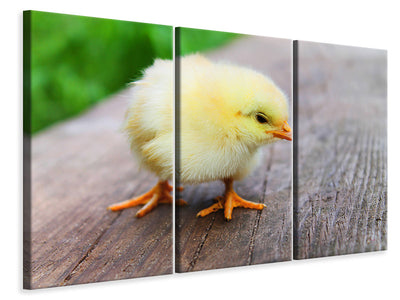 3-piece-canvas-print-the-chick