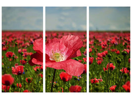 3-piece-canvas-print-the-lush-poppy-field