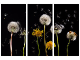 3-piece-canvas-print-the-phases-of-dandelion