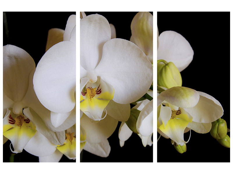 3-piece-canvas-print-white-orchids-in-bloom