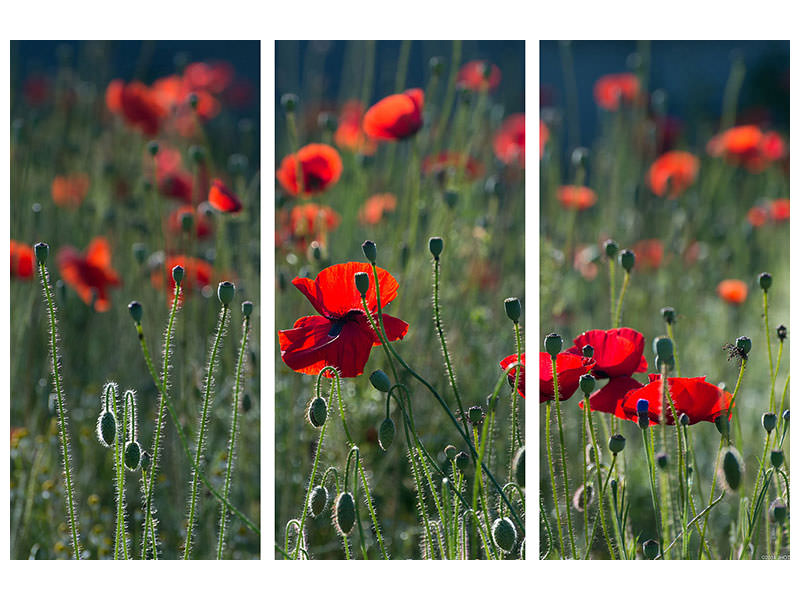 3-piece-canvas-print-wild-poppy