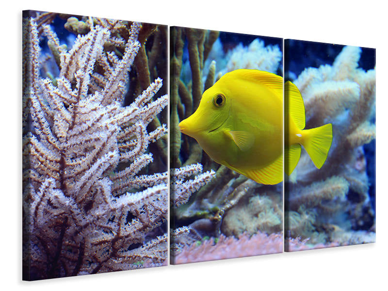 3-piece-canvas-print-yellow-doctor-fish-xl