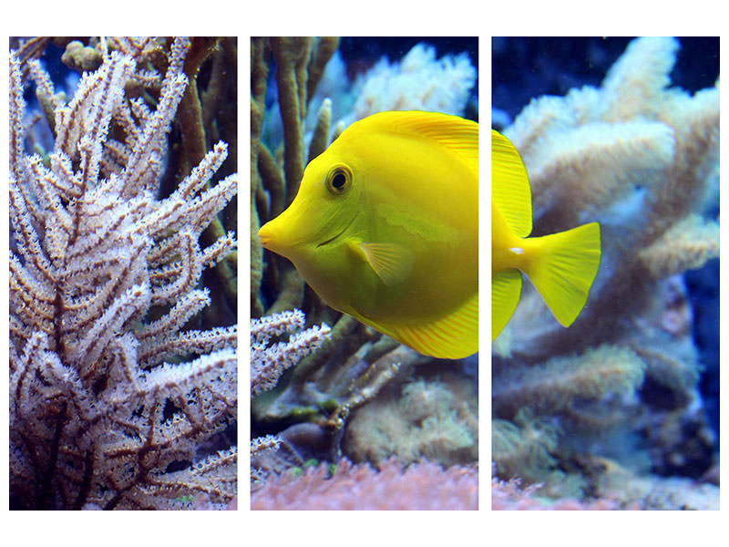 3-piece-canvas-print-yellow-doctor-fish-xl