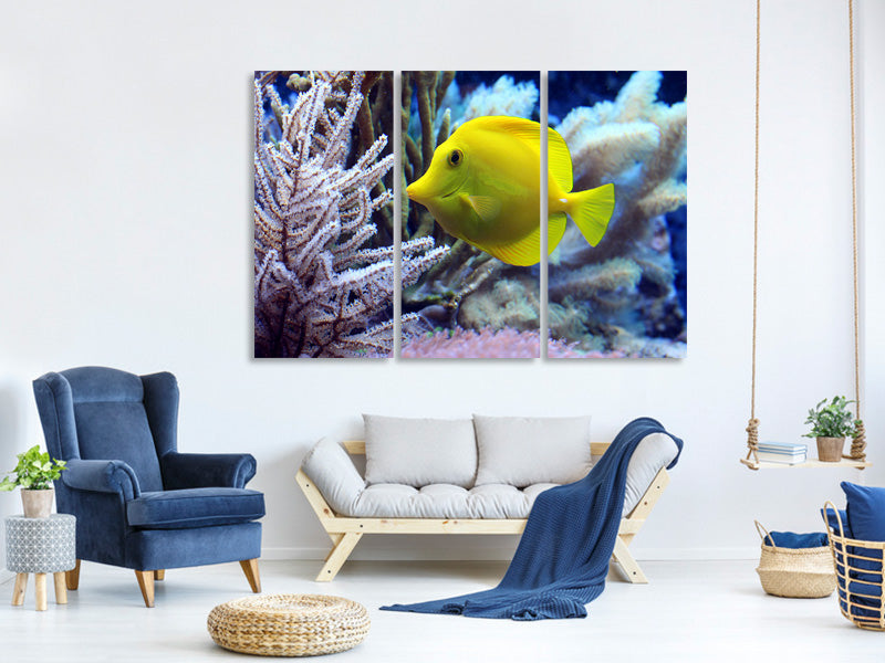 3-piece-canvas-print-yellow-doctor-fish-xl