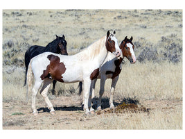 3-piece-canvas-print-3-wild-horses