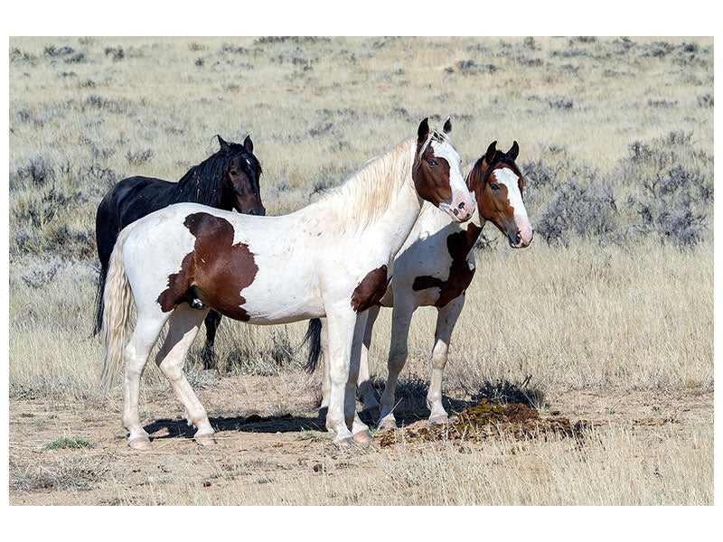 3-piece-canvas-print-3-wild-horses
