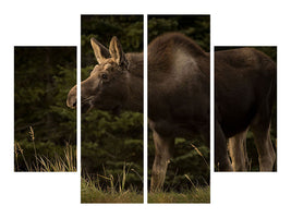 4-piece-canvas-print-young-moose-on-the-loose