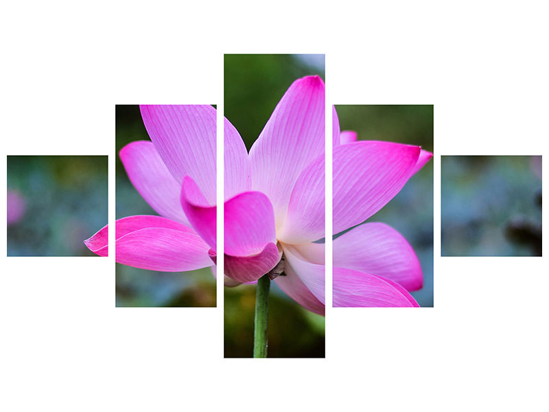 5-piece-canvas-print-beautiful-lotus